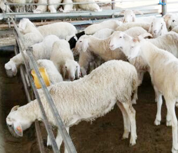 北京客戶(hù)訂購吉姆克牛羊飼料顆粒機
